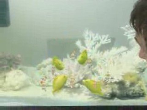 drole de facon de nourrir les poissons