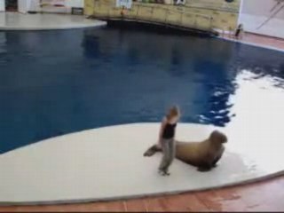 Dancing Walrus
