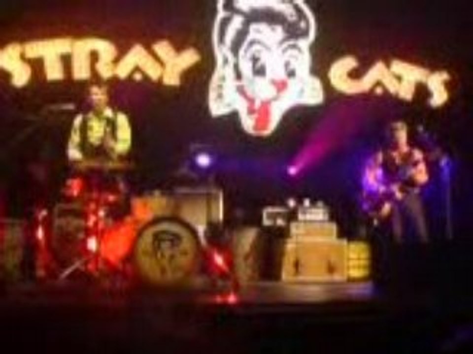 Stray cats2