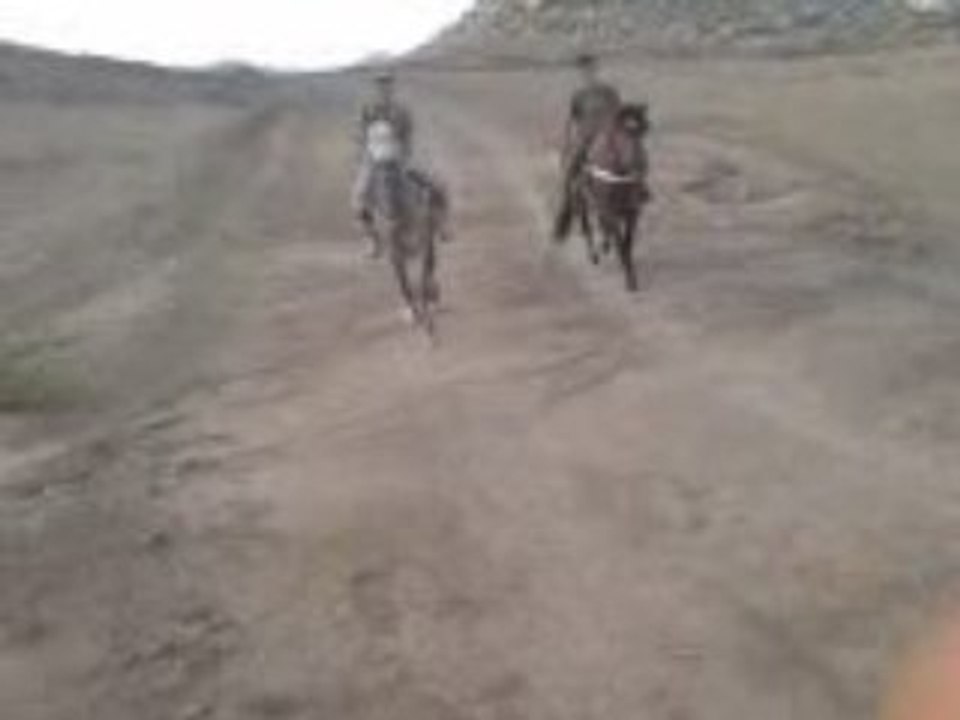 balade avec les chevaux au Maroc