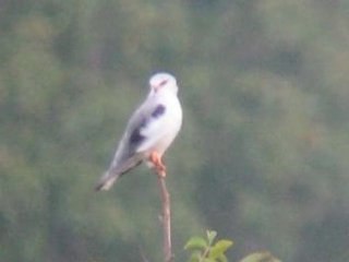 Elanion Blanc à Genève