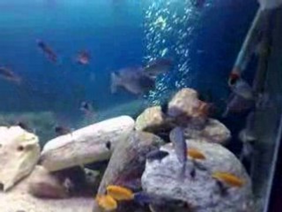 F0  cytocara moori YUNUS