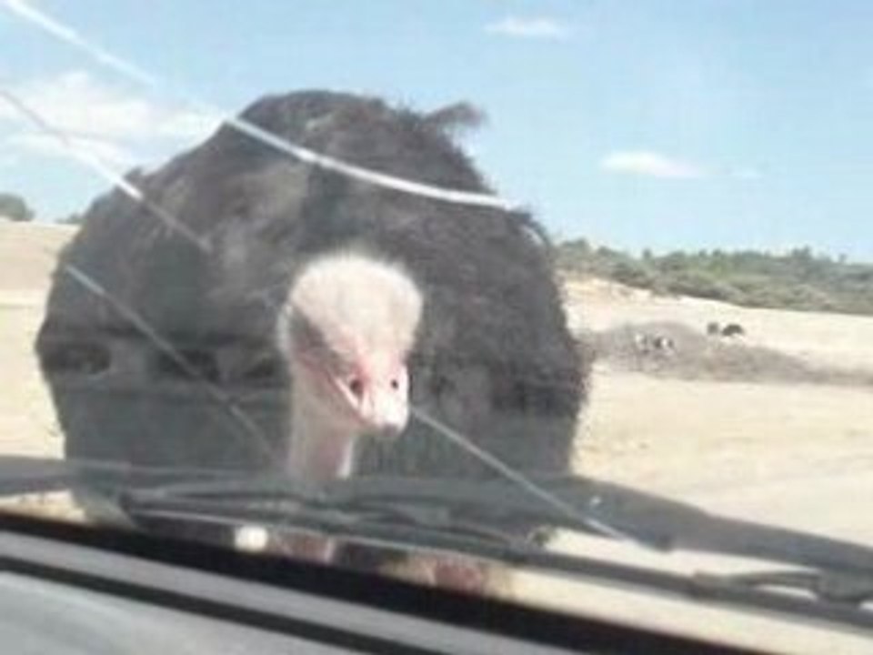 ATTENTION CA PIK !!!!