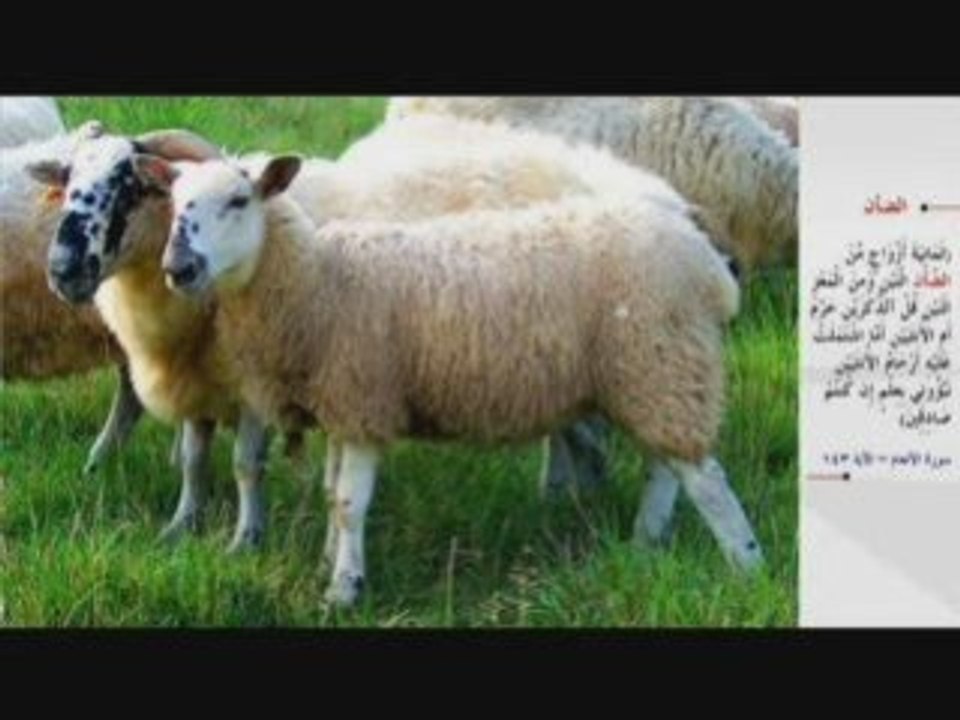 Kur'an'ı Kerimde Adı Geçen Hayvanlar