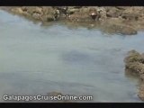 Galapagos Sea Turtles - Video Blog