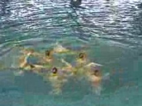 Equipe Aix 1 Natation Synchronisée N1 junior 2008