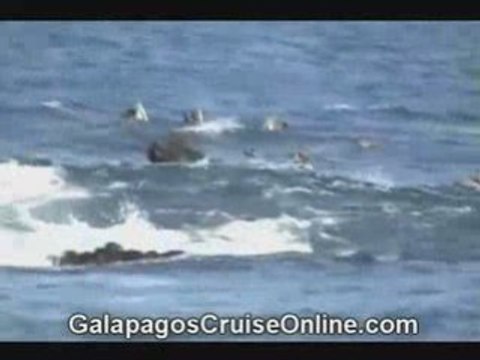 Birds and Reptiles Galapagos Islands