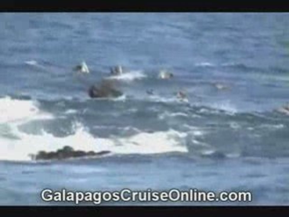 Birds and Reptiles Galapagos Islands