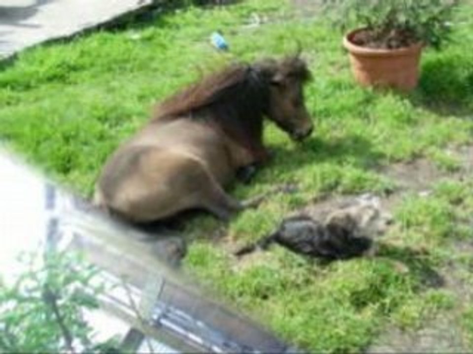 Saphir et moi My Sleepless Beauty