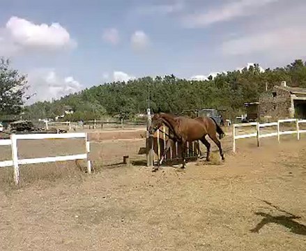 Ma jument Lulu qui saute en liberté .