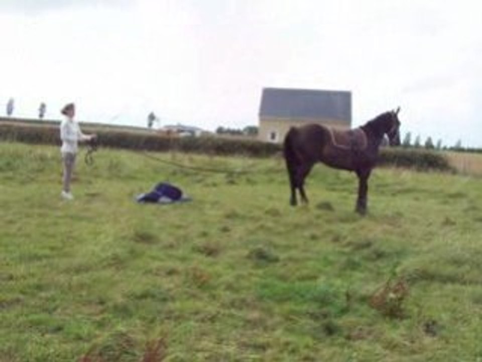 Névada aux longues rênes