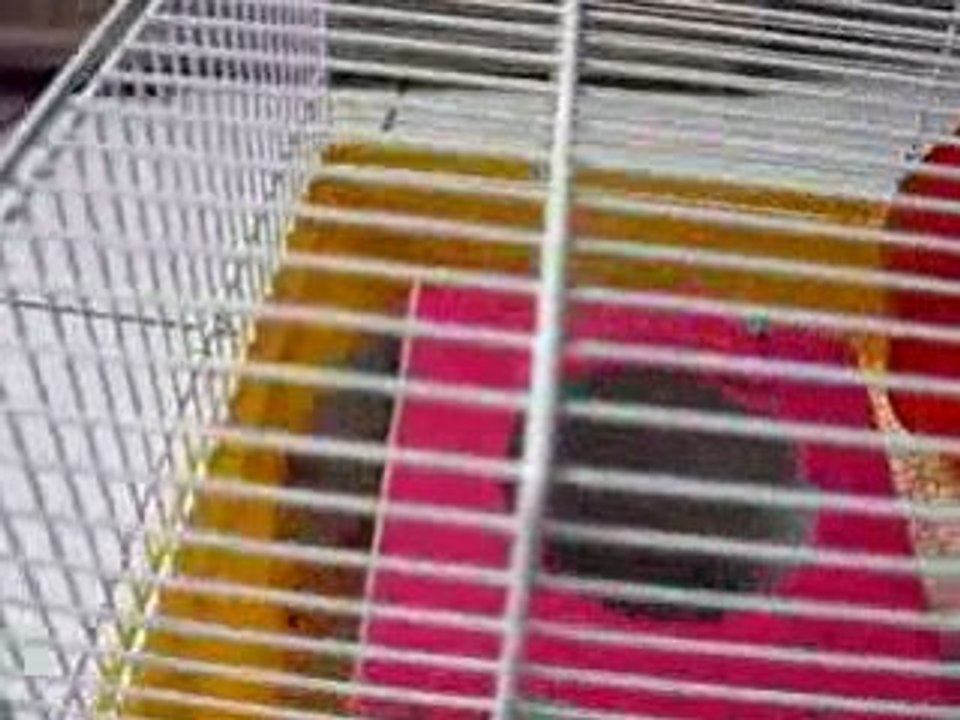 Mon Hamster Masqué !