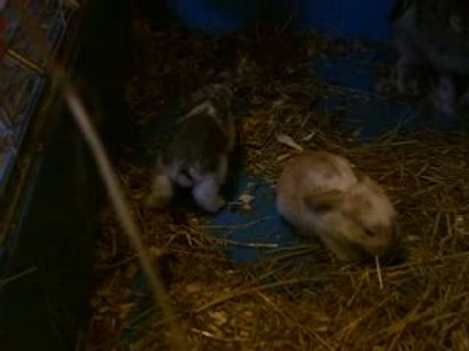 BEBE LAPIN BELIER 2 SEMAINES