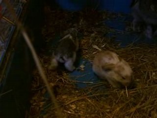 BEBE LAPIN BELIER 2 SEMAINES