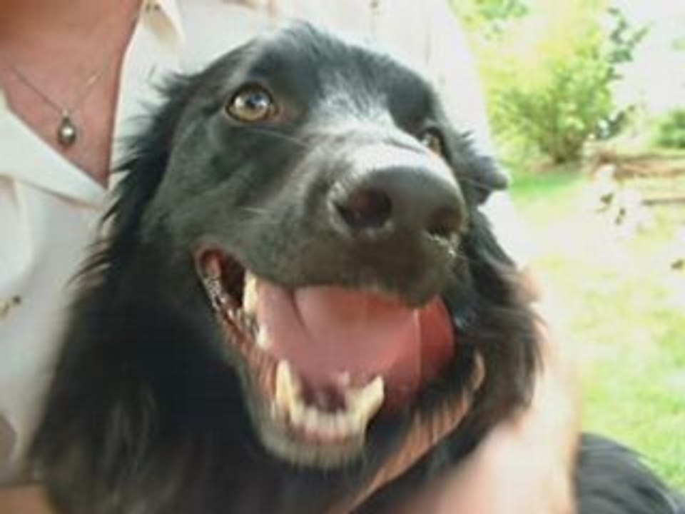 How To Tell If Your Dog Has Fleas?