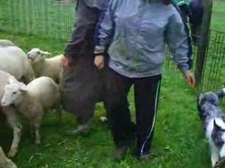 gavroche découvre le troupeau 2 ème passage au cercle