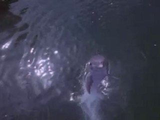 Soubhana'Allah : Création Ou Evolution ?