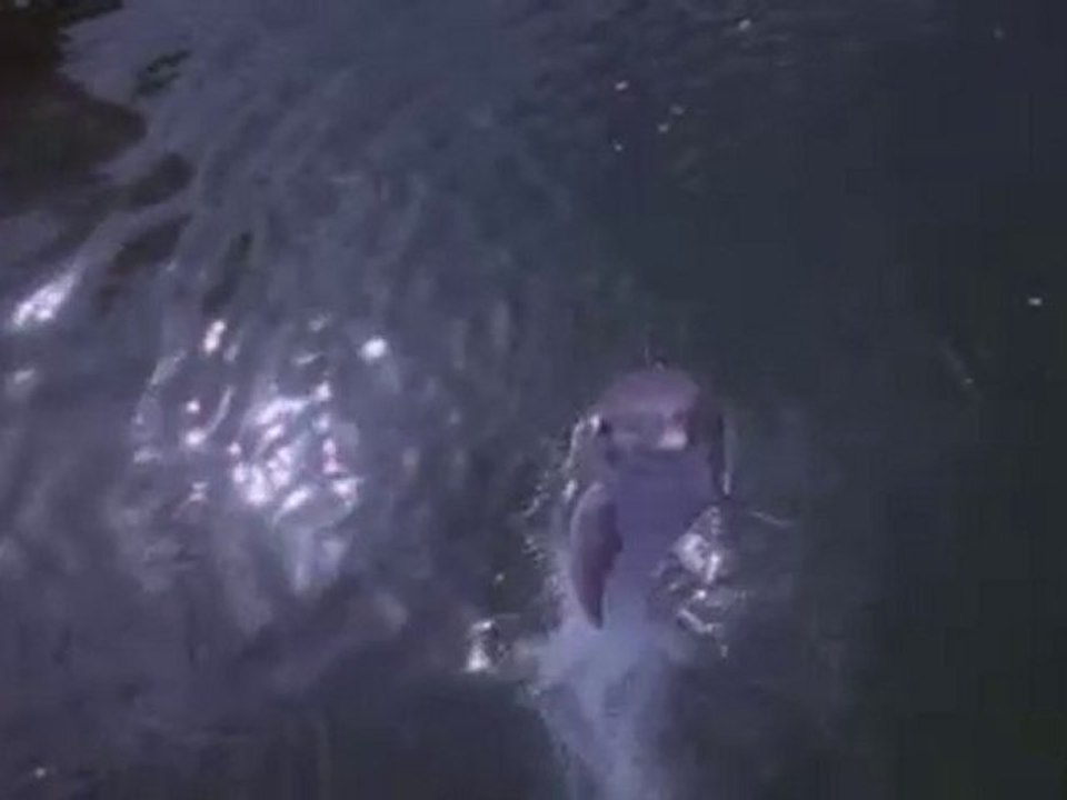 Soubhana'Allah : Création Ou Evolution ?