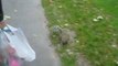 Eekhoorn in Bognor Regis
