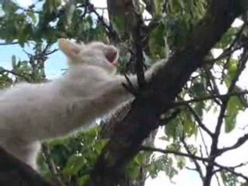 Dedikodu parle dans l'arbre