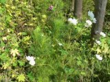 La Folie des Plantes  Nantes