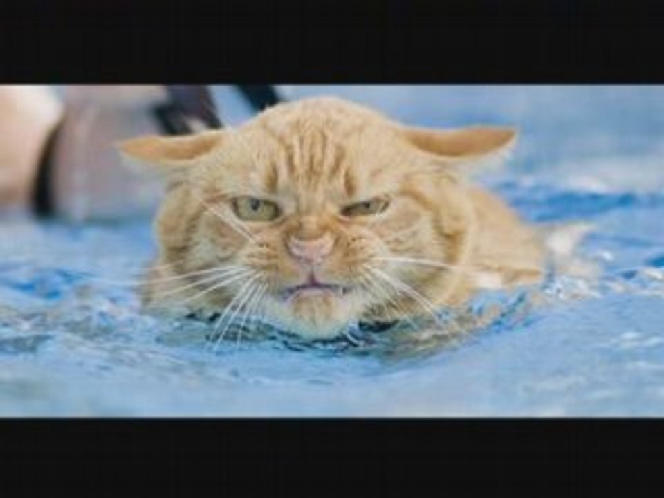 LE CHAT