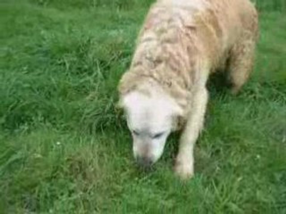 Fouly, le golden retriever