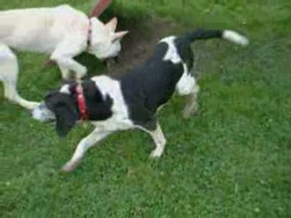 Bouba & Oldie