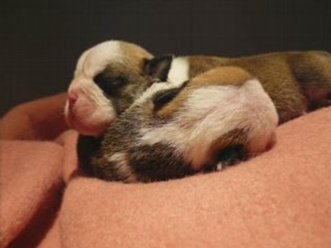 dreamlander version bulldog anglais et ses bébés