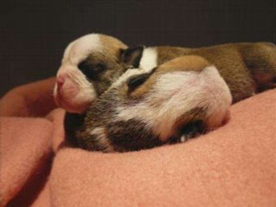 dreamlander version bulldog anglais et ses bébés