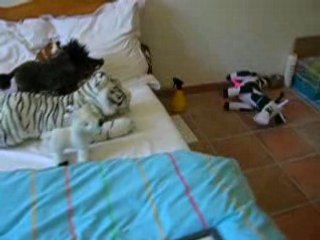 bébé cochon d'inde