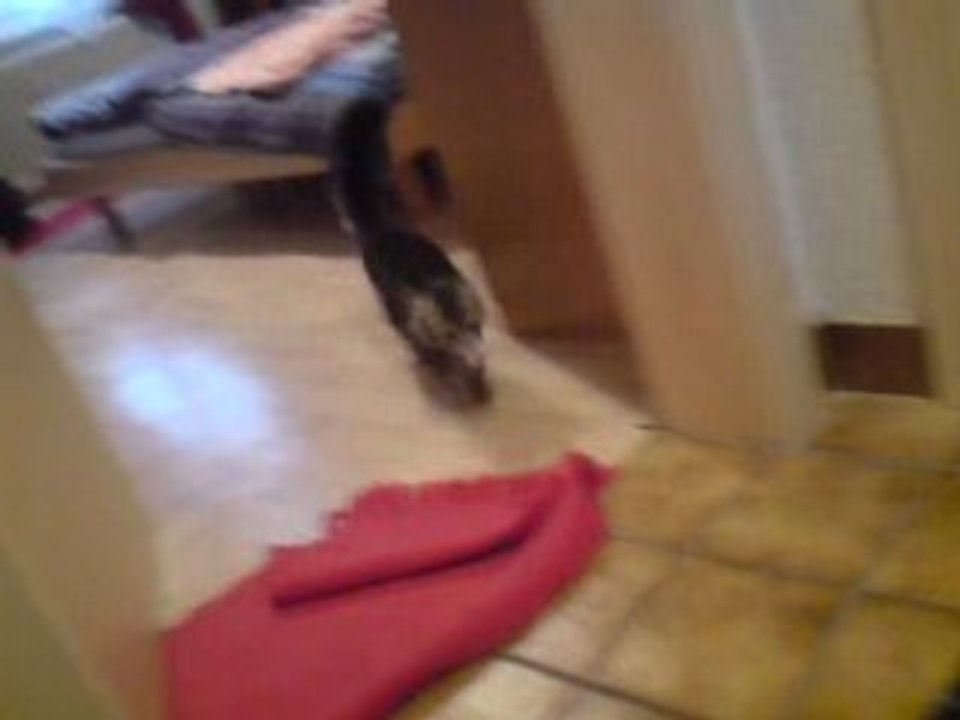 Le chat la balle