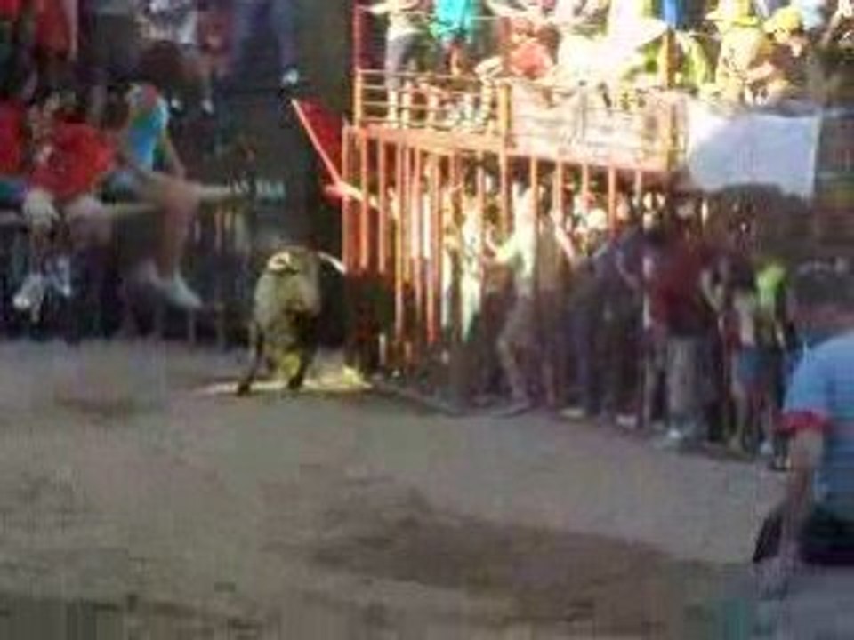 sortie d'un taureau