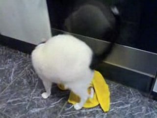 Tchus