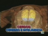 Cerebro e inteligencia en cerdos