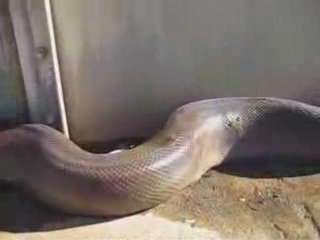 GEANT SERPENT ! -   INCREDIBLE SNAKE !