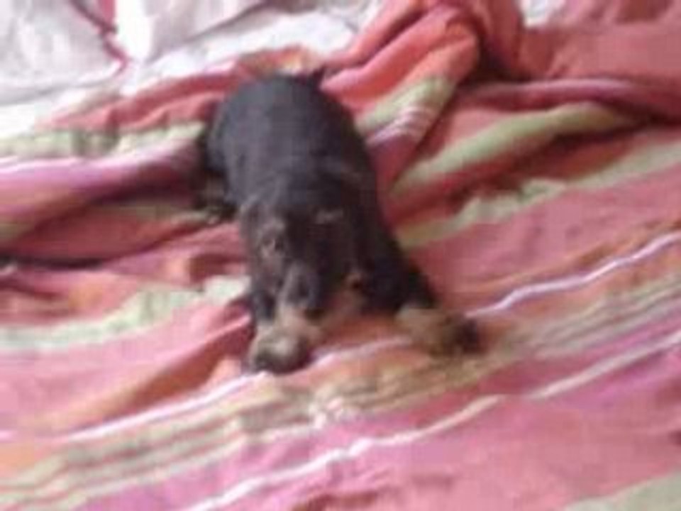 Joca na cama - Ago 2008