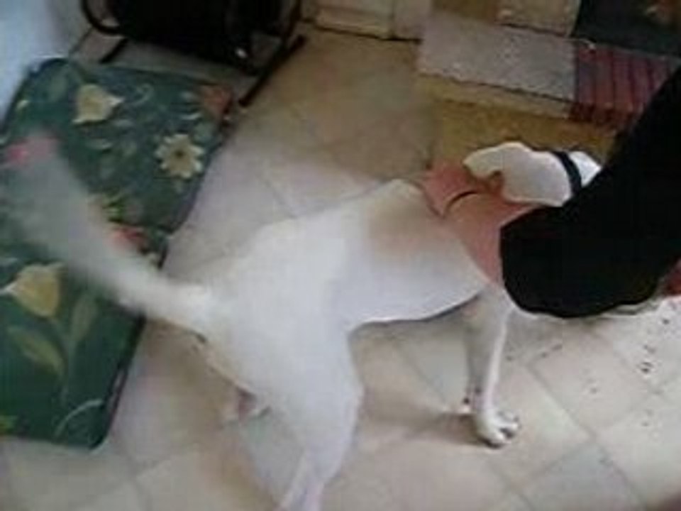 dogue argentin qui aboit....