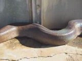 Enorme Python / Giant Python Snake Attacks Cameraman