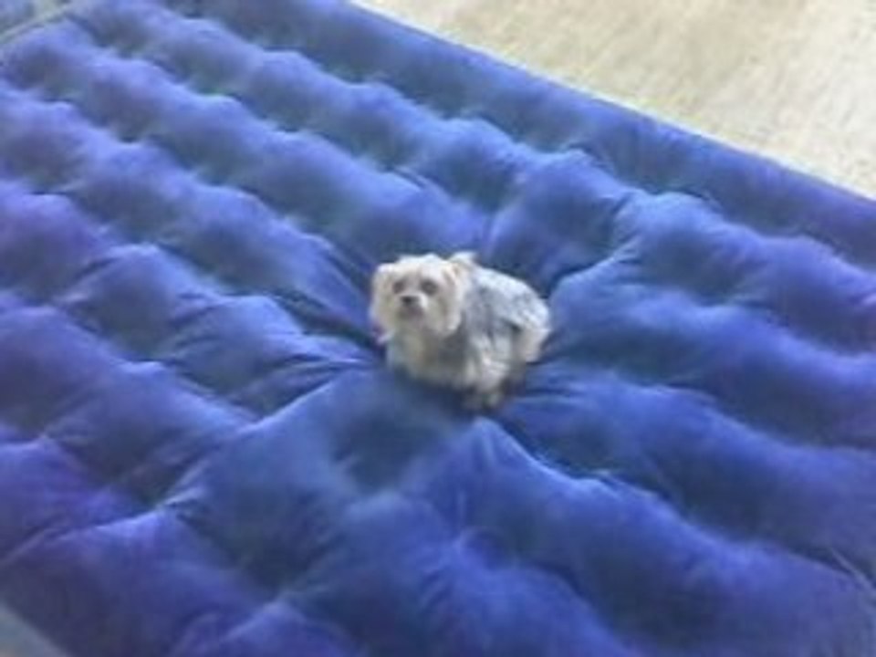 doly yorki