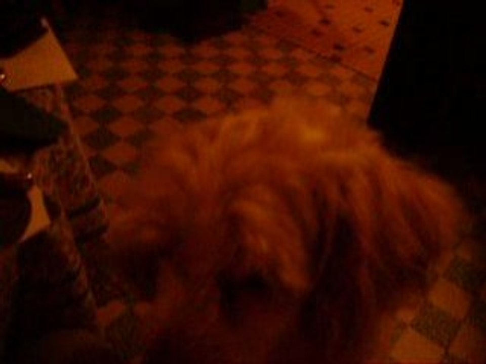 Sako 2008 à l'occasion de mon anniversaire