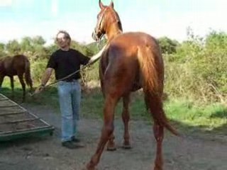 Sauvetage sos cheval 07 09 08 (5)