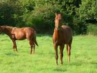 Sauvetage sos cheval 07 09 08