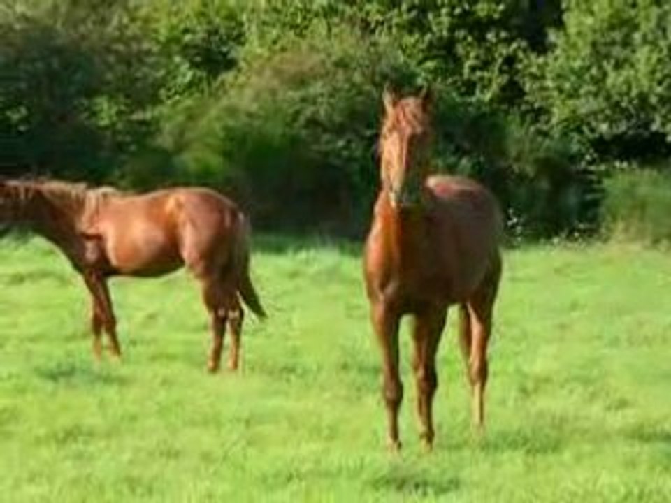 Sauvetage sos cheval 07 09 08