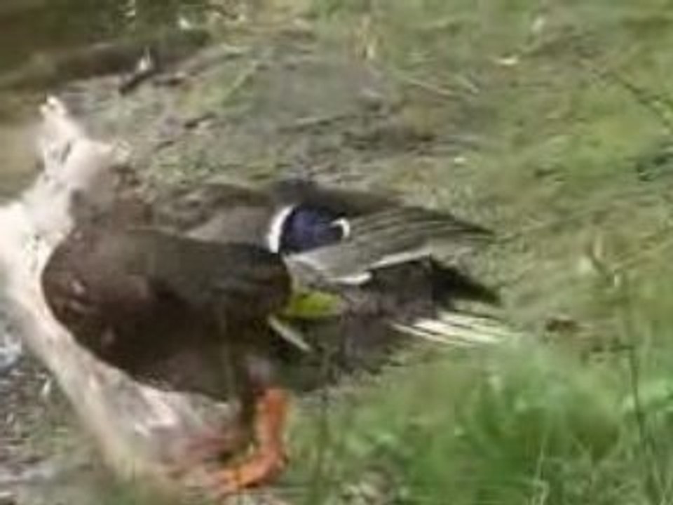 Les canards de la mare aux évées