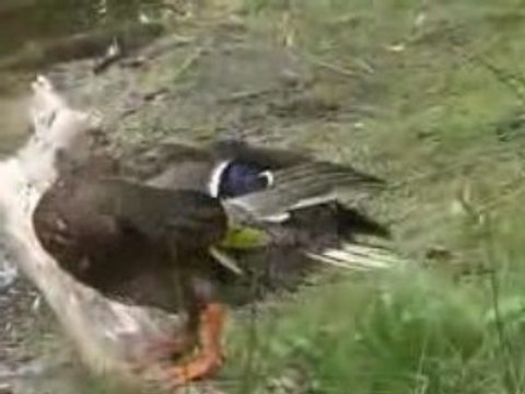 Les canards de la mare aux évées