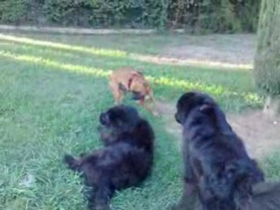 Cliff Athos et Shivas 3