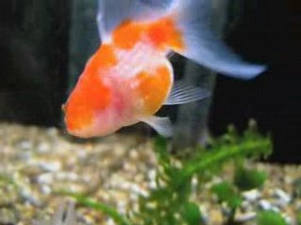 ONE EYED FISH!!!