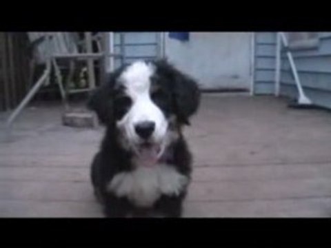 Bouchon , mon bouvier bernois de 3 mois