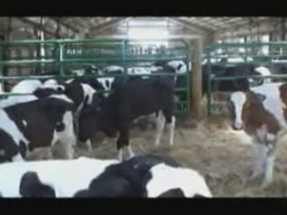What is veal? Where does veal come from? Group Raised Veal. video